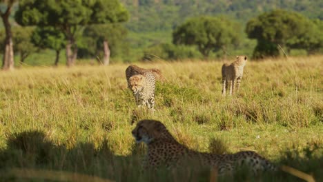 movimiento lento de los cachorros de guepardo jóvenes caminando en las llanuras de sabana en kenia áfrica para unirse a la madre, la familia en masai mara paisaje de sabana en masai mara, animales de safari de vida silvestre africana