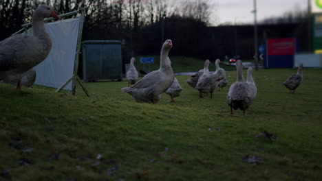 Gaggle-of-geese-outside