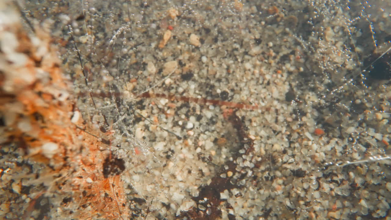 산소 거품 은 바다 에 있는 수중 식물 의 줄기 에 매달려 있다