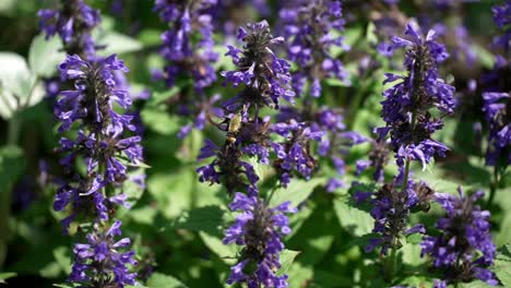 Humming-hawk-moth-forages-for-nectar,-rear-view-of-beautiful-wings