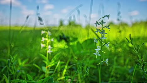 toma más cercana del campo de hierba verde con flores de platanthera y nubes voladoras en el fondo - lapso de tiempo