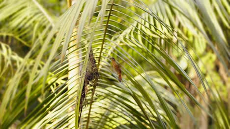 hermit humming bird arrives at its hanging nest adjusts and feeds its young chicks , wide shot