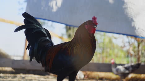 un gran gallo colorido en un santuario de la granja