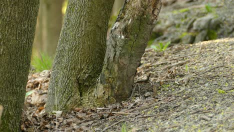 Black-throated-blue-warbler-bird-jumping-on-forest-ground-in-woodland-area