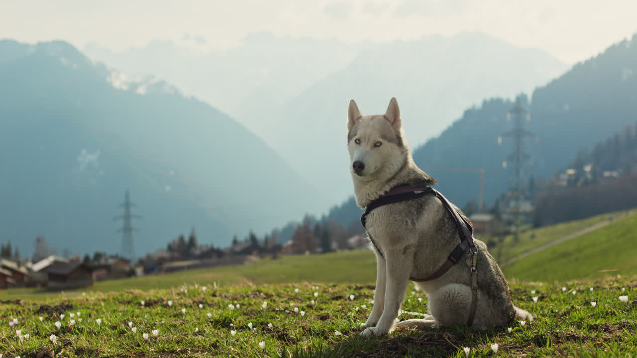 Majestic husky walking through an open alpine field at sunset, with breathtaking mountain views and