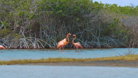 mature flamingos fighting in front of mangrove trees by the river in bonaire, kralendijk - medium shot