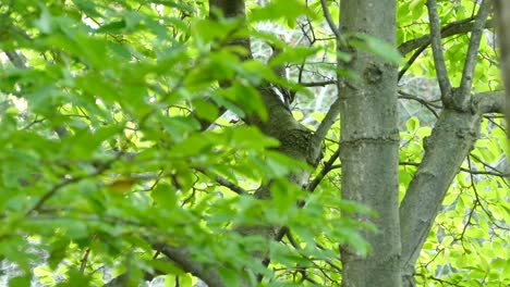 pájaro parpadeo del norte un poco tímido y escondido de la cámara detrás de hojas verdes