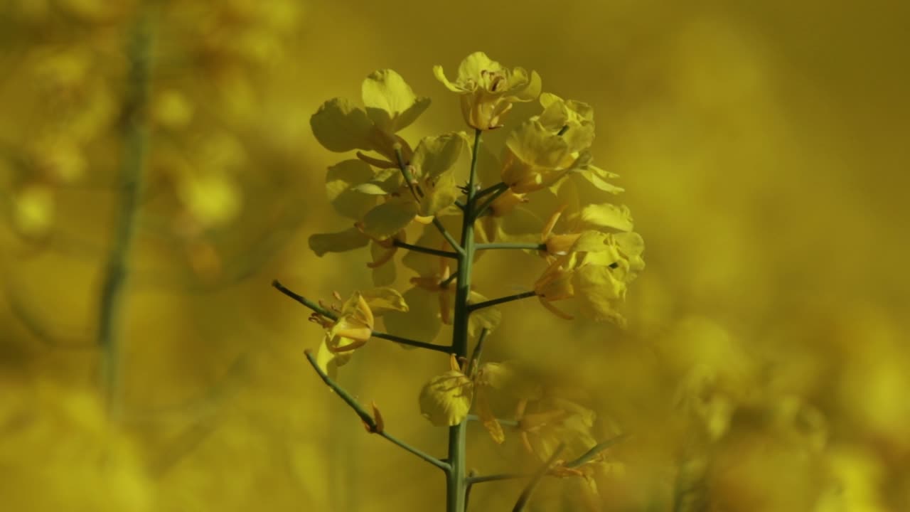 Close up of Canola flower blowing in the wind in a field in full bloom