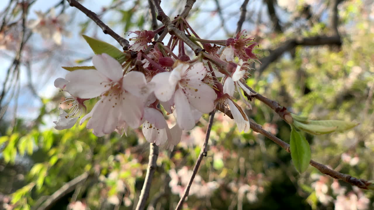 el viento mueve las flores de cerezo rosas en sus ramas en el jardín botánico de koishikawa, japón cámara de ángulo fijo neutral de primer plano
