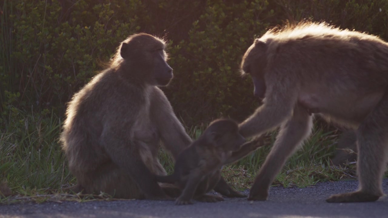 Famiglia di babbuini a bordo strada alla luce del sole serale, primo piano al rallentatore