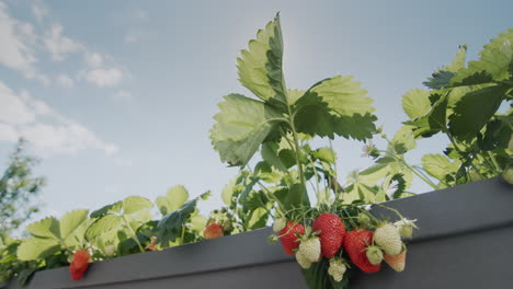 the sun illuminates the beautiful juicy strawberries that grow in the high dutch garden. tilt shot