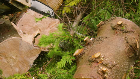 forestry worker using chainsaw to cut branches from newly chopped down felled tree as it falls in slow motion prores 4k