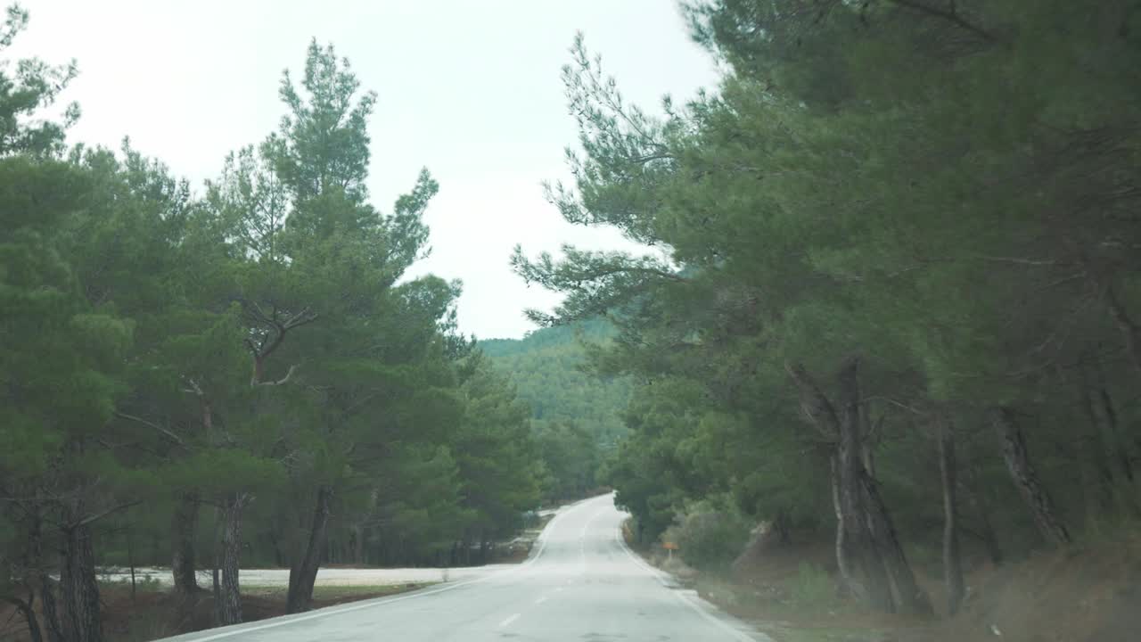 소나무 숲길 여행 풍경