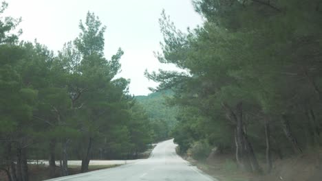 Kiefernwald-Roadtrip-Landschaft