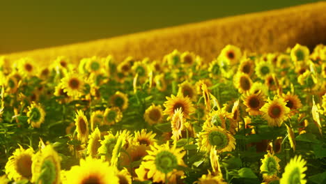 Sonnenblumenfelder-Im-Warmen-Abendlicht
