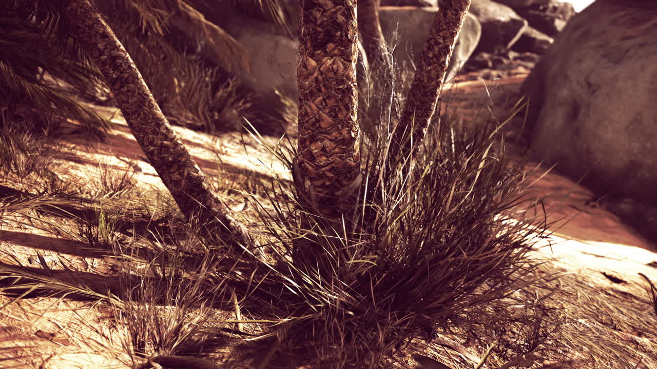 el sendero del oasis de las palmas es una de las muchas caminatas populares en el parque nacional