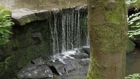 bosque pacífico cascada zen cámara lenta cascada de agua fresca que fluye cámara lenta dolly justo detrás del árbol