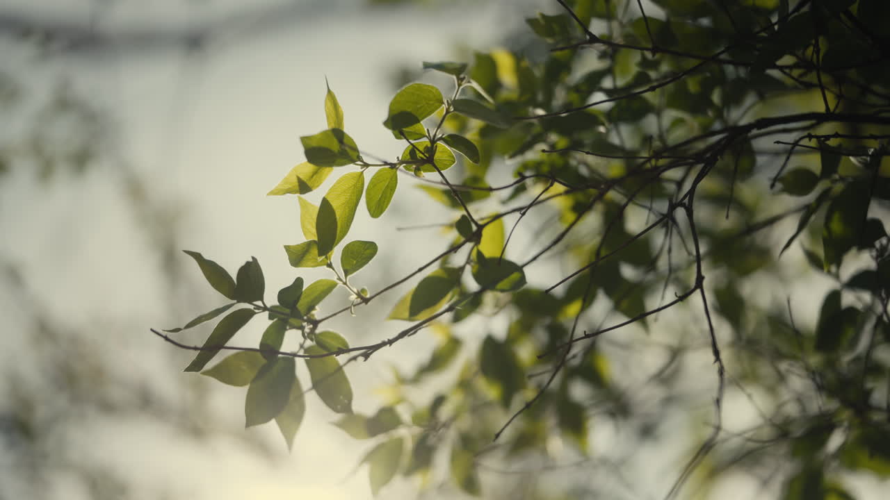 가지 에 있는 초록색 잎 들 의 클로즈업