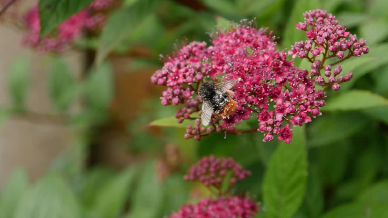 abeja ocupada polinizando flores en un jardín del reino unido