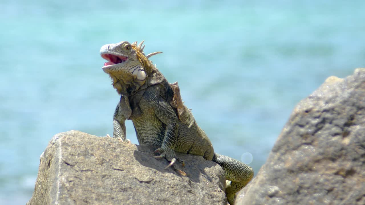 Primo piano di iguana verde che si crogiola su una roccia al sole vicino all'oceano nei Caraibi.