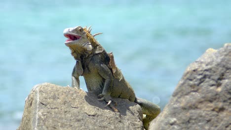 close up of green iguana basking on rock in the sun near the ocean in the caribbean