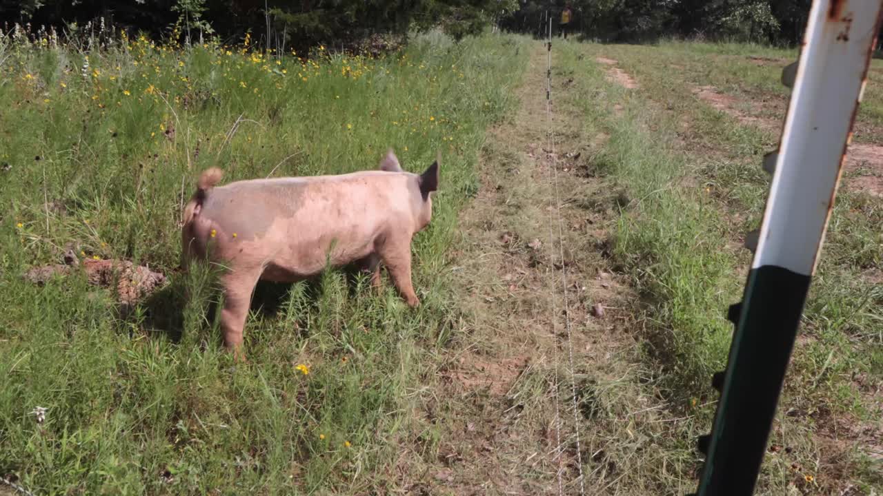 HD video of pastured pigs getting eating grass for the first time.