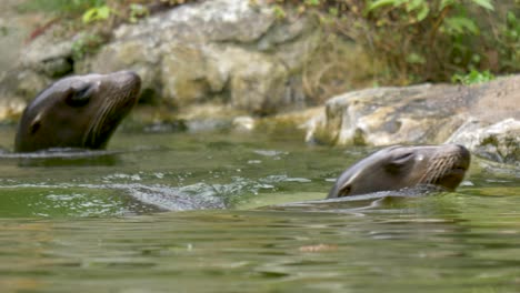 two swimming california sea lions swimming towards the camera