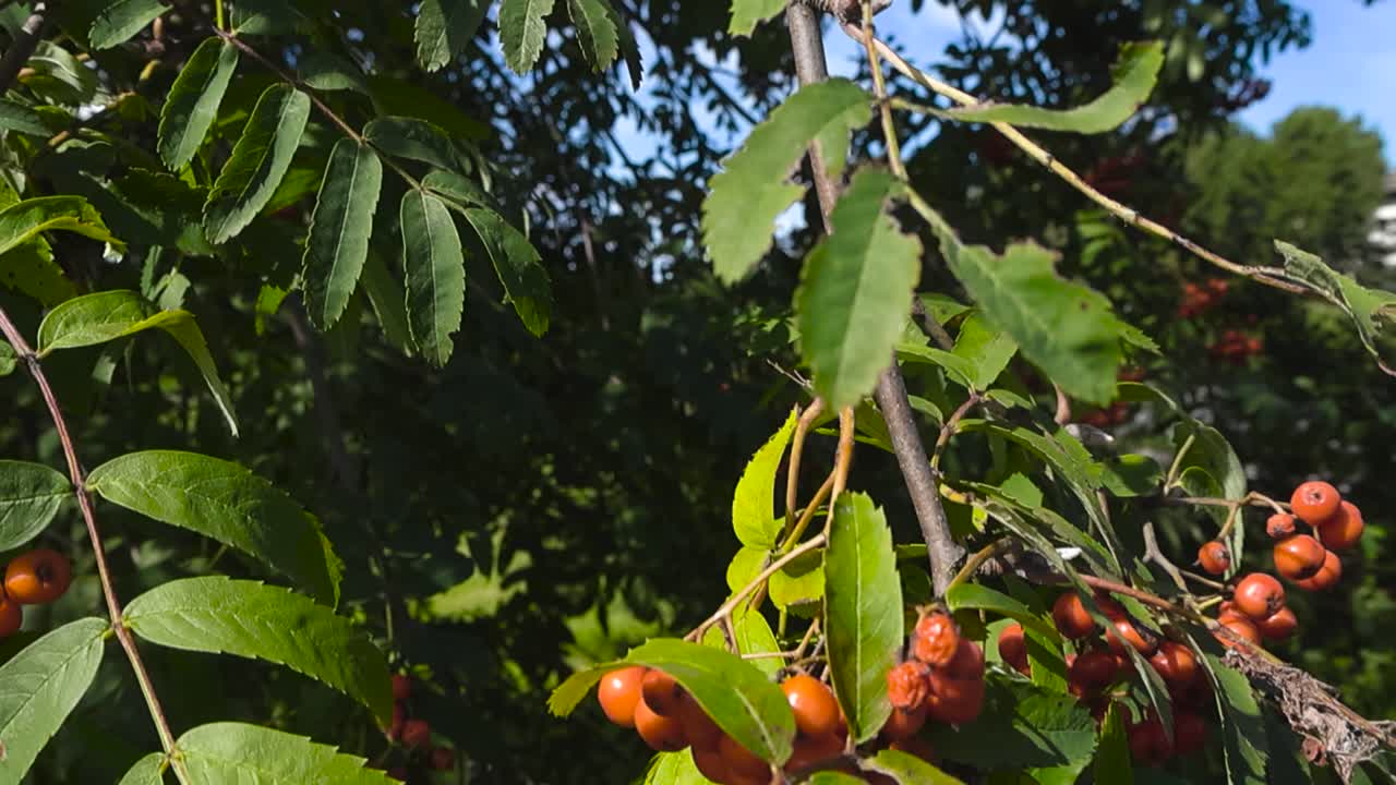 Close up video gliding over fresh ripe and tasty red and orange colored rowan tree or mountain ash berries hanging on a green leafy tree branch during a sunny summer or autumn day. Slow wind movement
