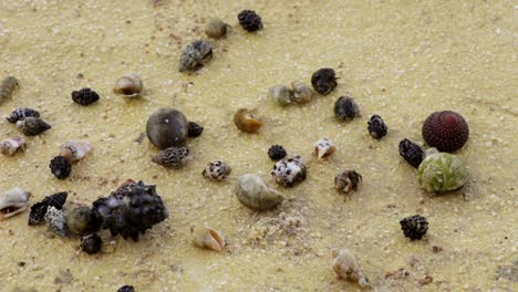 girl playing with paguroidea on a beach