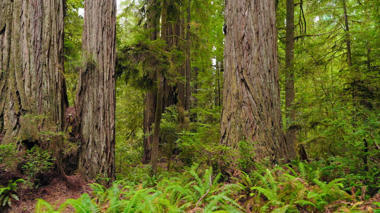 Walking along ancient redwood forest trails of giant trees
