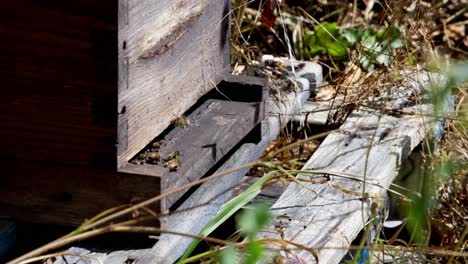 Hornisse-Fängt-Bienen-In-Nahaufnahme-In-Der-Nähe-Eines-Bienenstocks,-Zeitlupe,-Aggressive-Hornisse,-Frankreich,-Dordogne