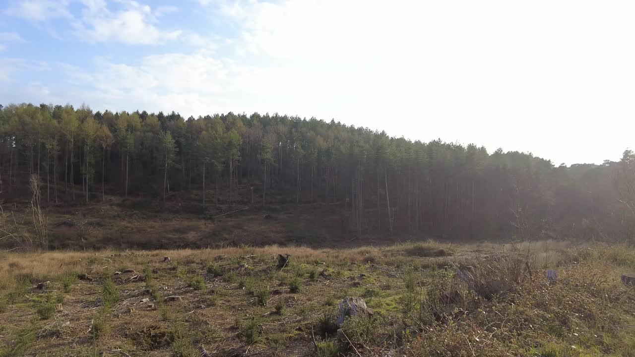 вырубка лесов и восстановление лесов