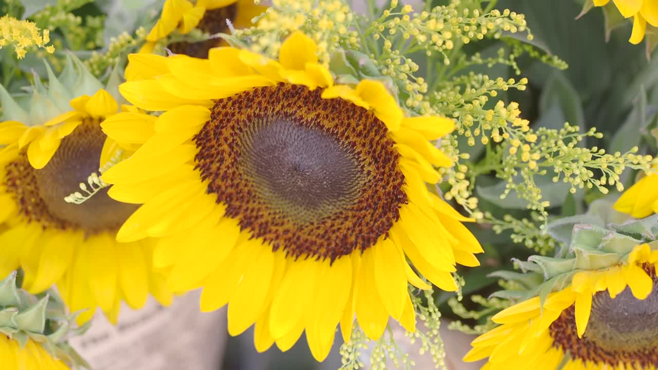 해바라기 꽃받침