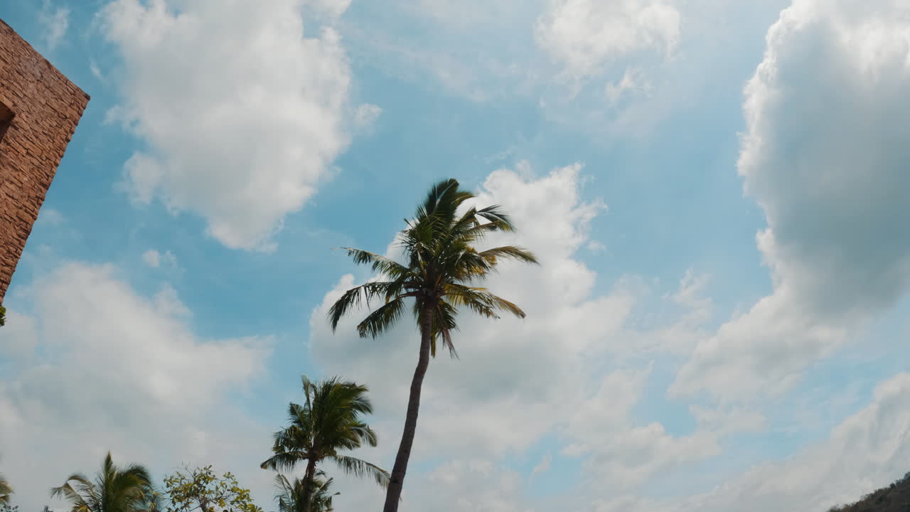구름진 하늘 타임  ⁇ 스 에 대항 하여 바람 에 불고 있는 종려나무