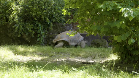 Tortuga-Gigante-En-La-Hierba-De-La-Reserva-De-Vida-Silvestre-Del-Zoológico