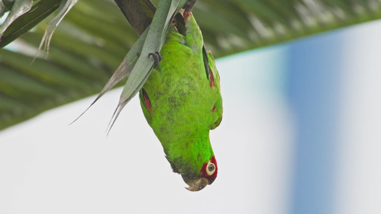 Green red-headed parrot hanging upside down, captured in Miraflores, Lima, Peru