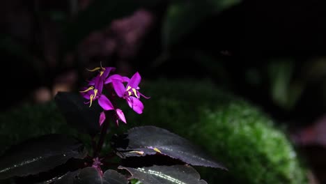 seen deep in the forest as the light shines through the canopy of tree from dark to light transition, purple wild flowers, sonerila violifolia hook