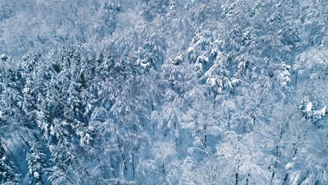 snowy branches in forest. winter fairy background