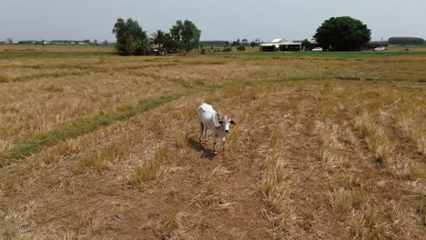 rural farmland scene with cow