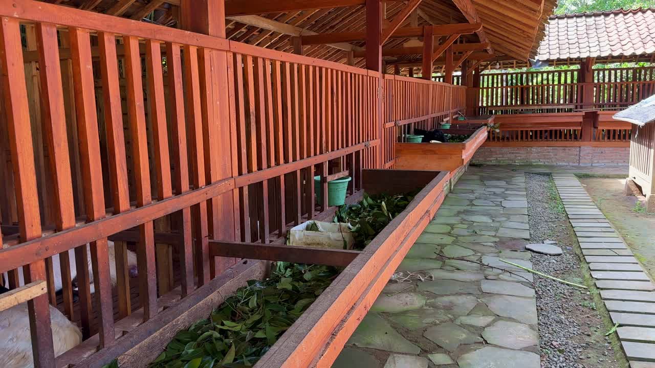 granja tradicional de cabras de celan, indonesia
