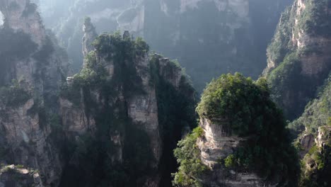 árboles y arbustos crecen envueltos alrededor de agujas en zhangjiajie, wulingyuan hunan china paisaje de otro mundo