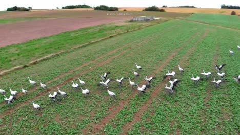 Large-group-of-common-cranes-starting,-taking-off-from-rural-field-for-migration-flight