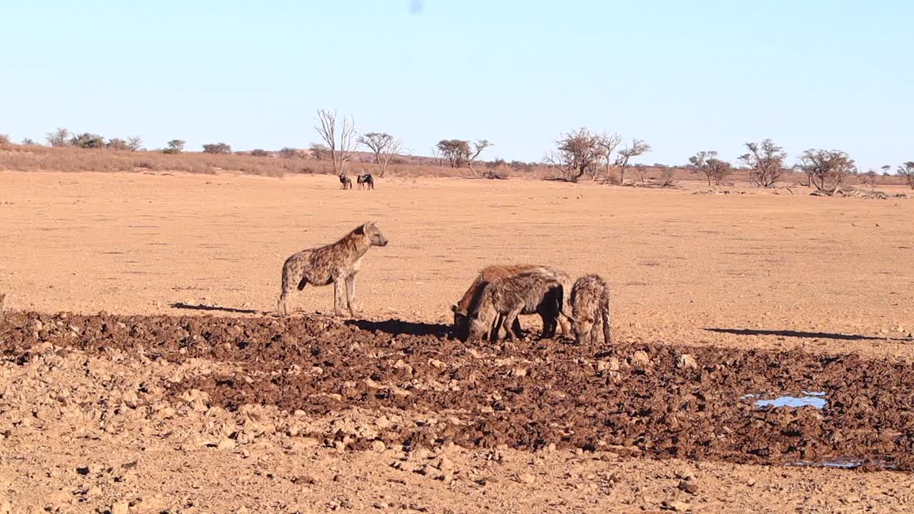 진흙 범람원에서 먹이를 찾아 헤매는 아프리카 점박이 하이에나 무리