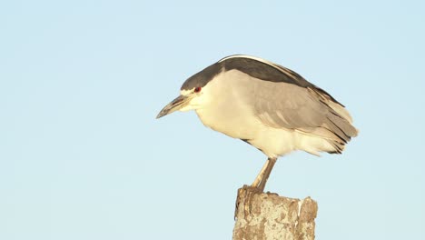 close up of night heron perched on pole enjoying sunset during windy day