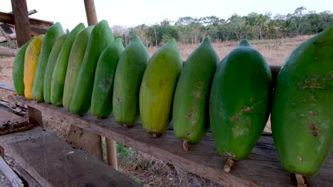 una fila de deliciosas papayas verdes recién recogidas en un puesto de mercado rural en el sudeste asiático