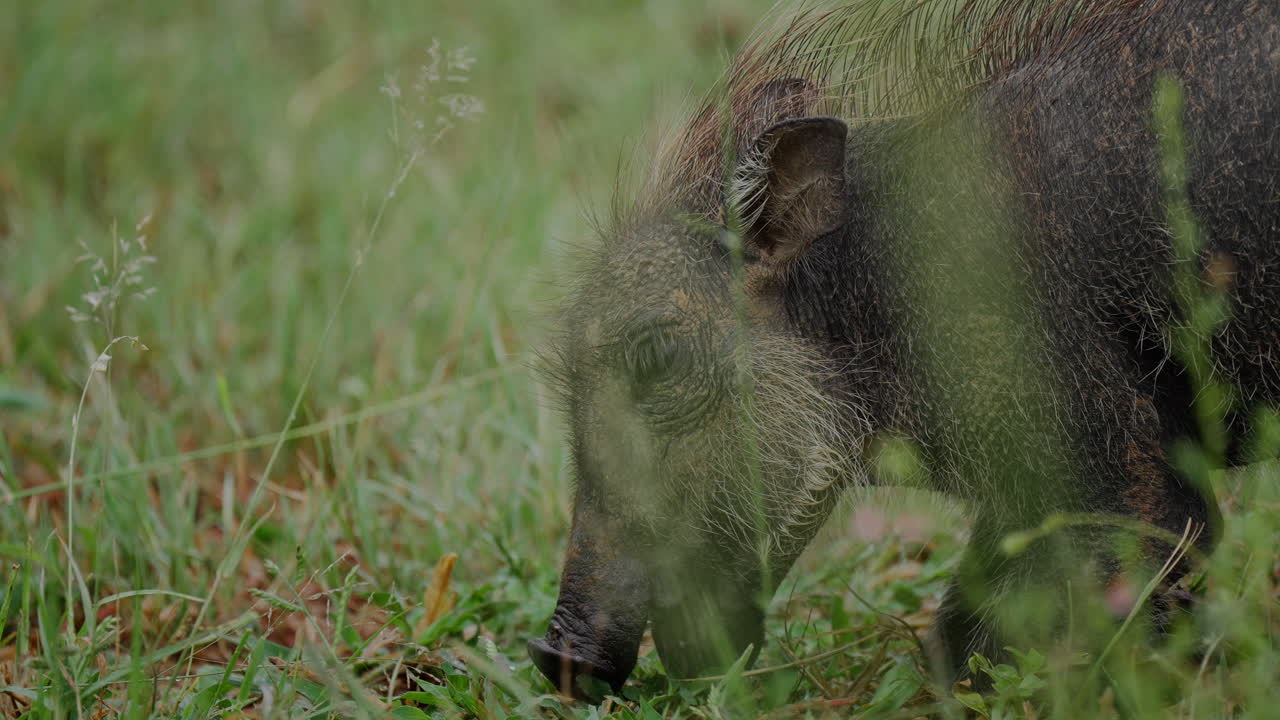 Wart Hog in Grassy Field