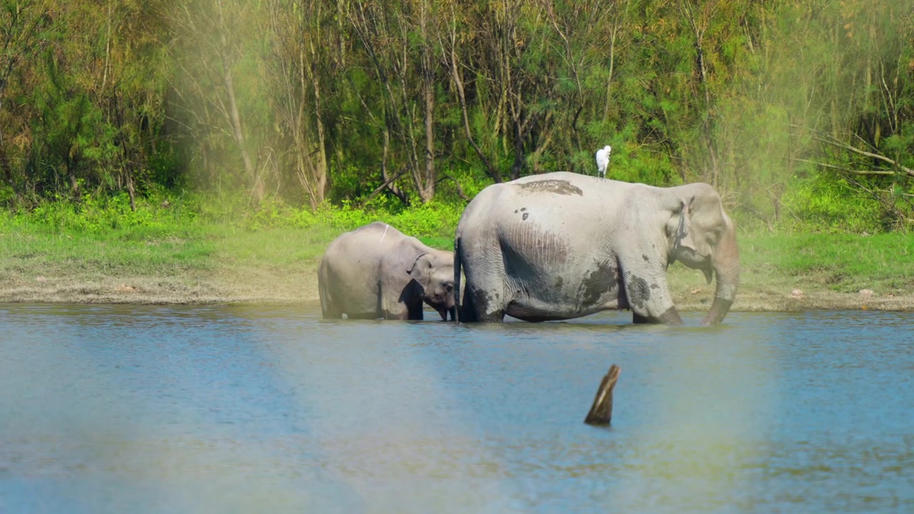 Un'inquadratura cinematografica di una mamma elefante e del suo cucciolo che guadano un fiume in India, mostrando un autentico comportamento della fauna selvatica e la sostenibilità in natura.