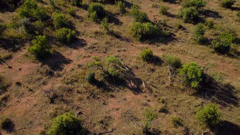 african zebras and wildebeest herds cohabiting in savanna bush, aerial