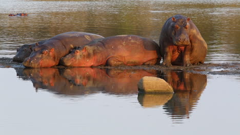 Un-Hipopótamo-Sentado-Junto-A-Una-Pequeña-Manada-De-Hipopótamos-Descansando,-Abre-La-Boca-Con-Agua-Goteando