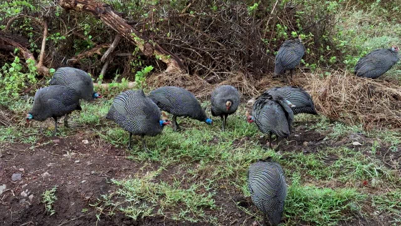 Helmeted guineafowls (Numida meleagris) searching for food in Ngorongoro Crater in Tanzania.